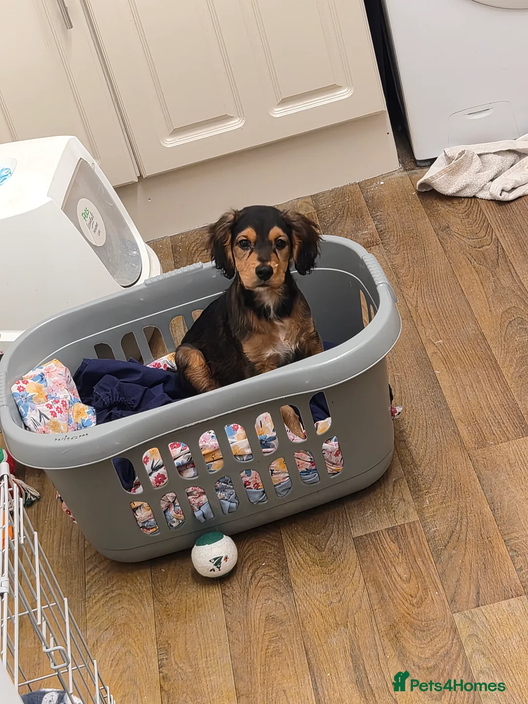 Mixed Breed dogs for sale: 15 week old male cocker  in Ashton-under-Lyne - Advert 5