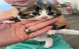 Mixed Breed cats for sale: 5 half Norwegian Forrest cats  - Image 4