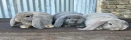 French Lop rabbits for sale: Stunning xl French lops  - Advert 21