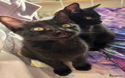 Mixed Breed cats for sale: Ragdoll cross male kitten - Image 17