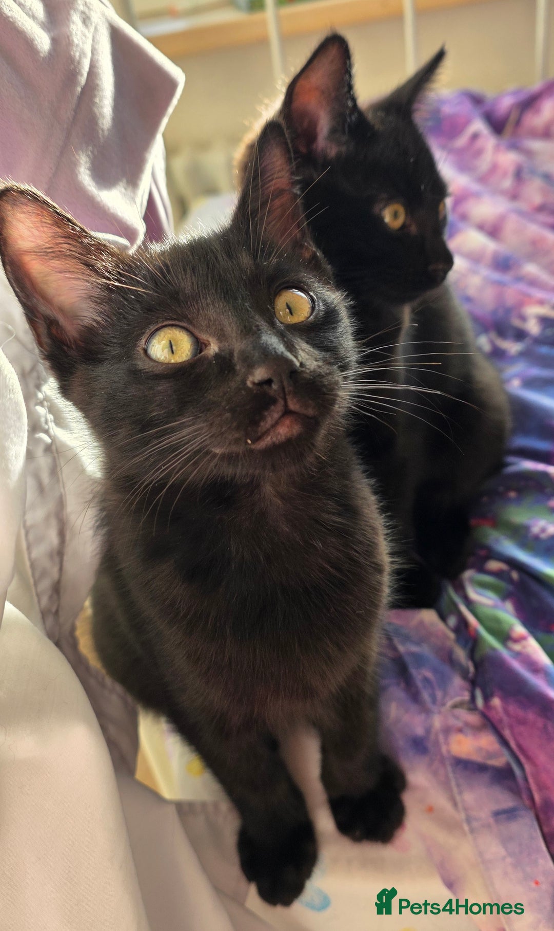 Mixed Breed cats for sale: Ragdoll cross male kitten - Image 17