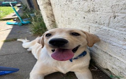 Labrador Retriever dogs for sale: Male- Labrador puppy for sale  - Image 2