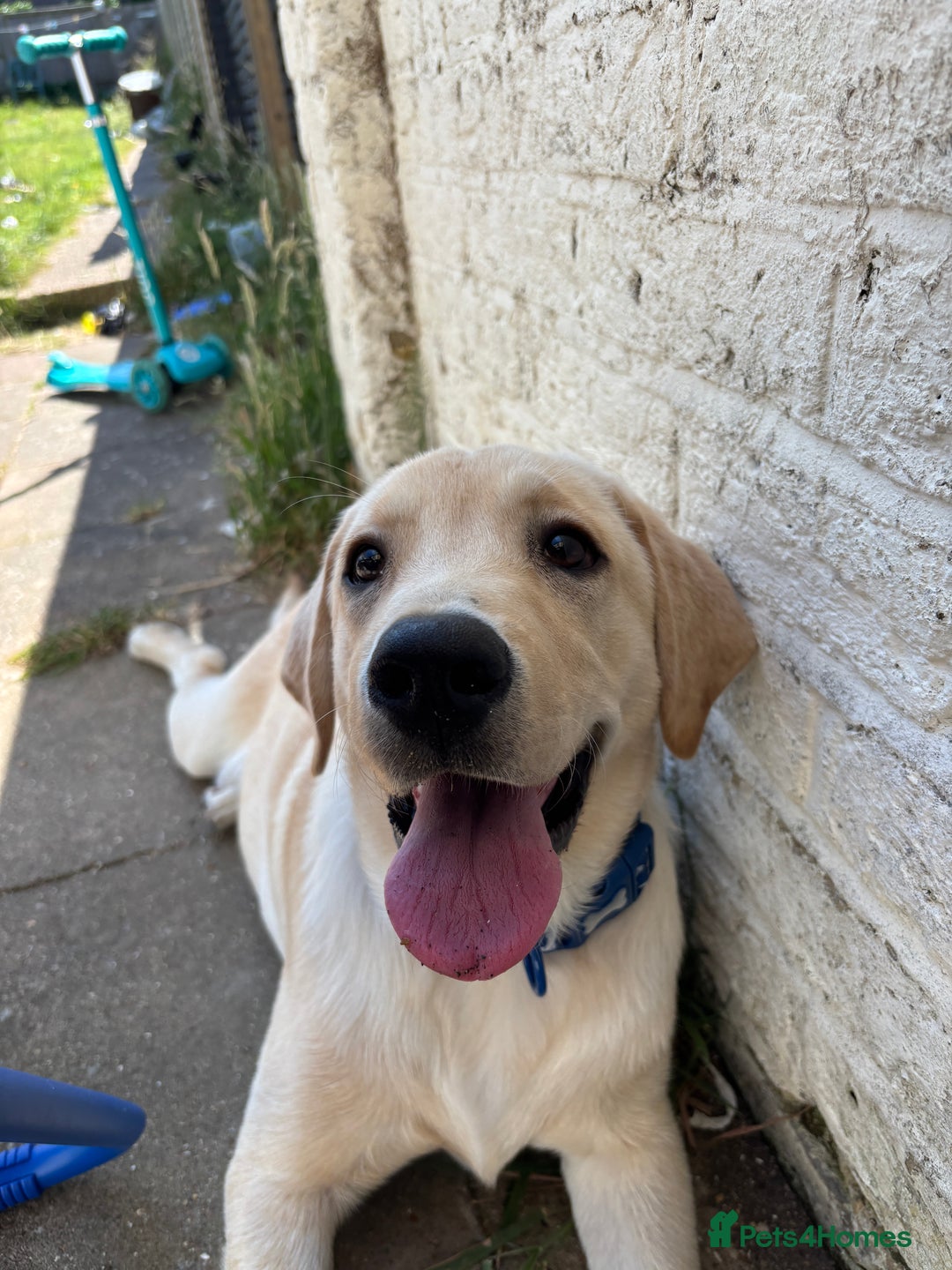 Labrador Retriever dogs for sale: Male- Labrador puppy for sale  - Image 2