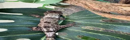 Gecko reptiles for sale: Mniarogekko chahoua full set up  - Advert 11