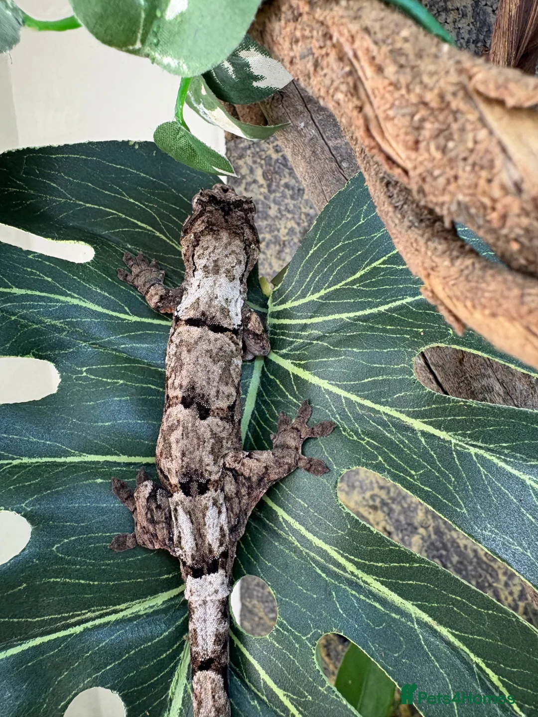Gecko reptiles for sale: Mniarogekko chahoua full set up  - Advert 11