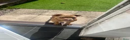 Mixed Breed dogs for sale: Beautiful staffy x old English bulldog - Advert 6