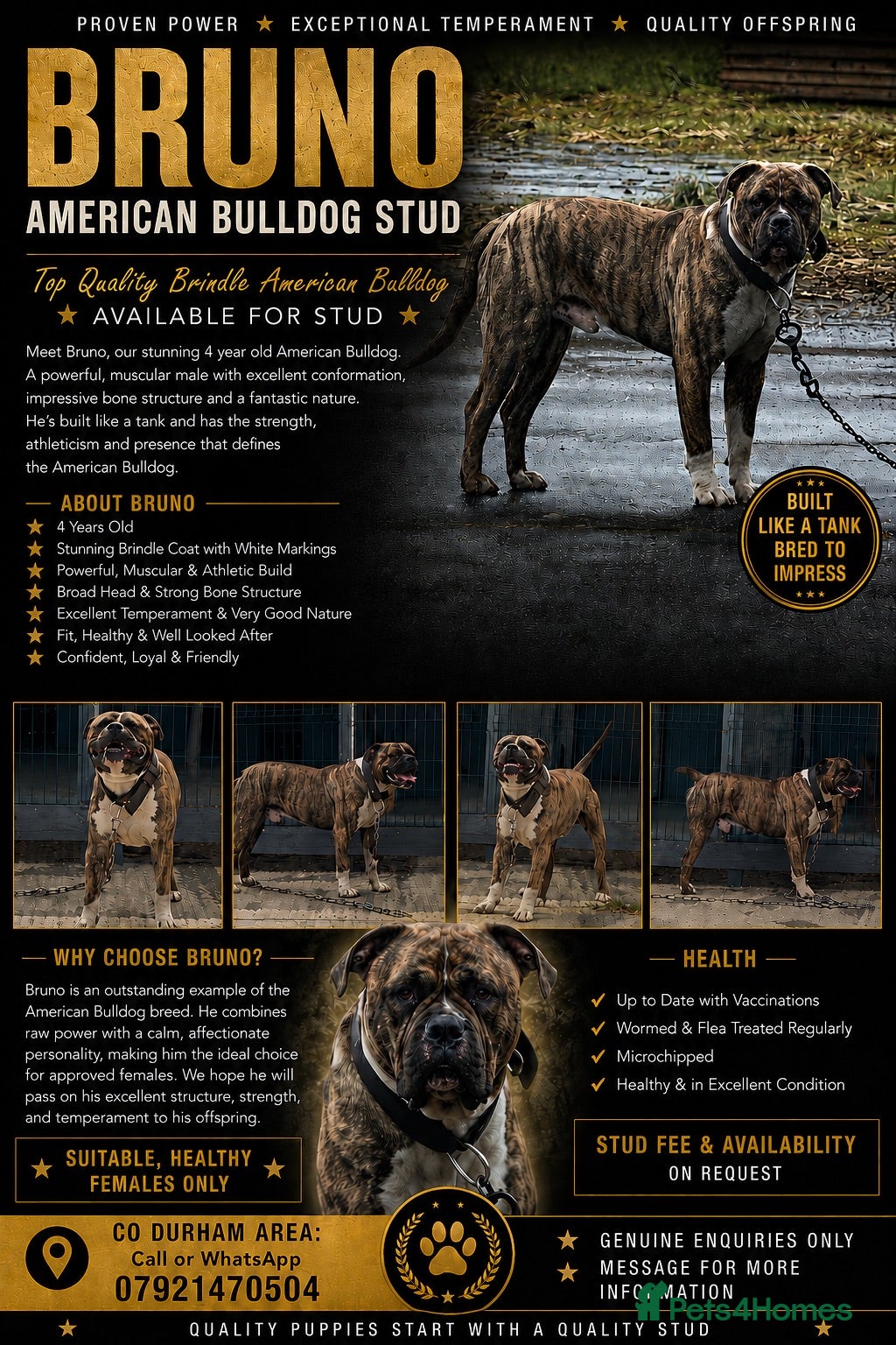 American Bulldog dogs Stud Bruno  - Advert 4