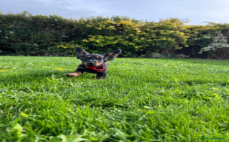 Miniature Dachshund dogs - Advert 12
