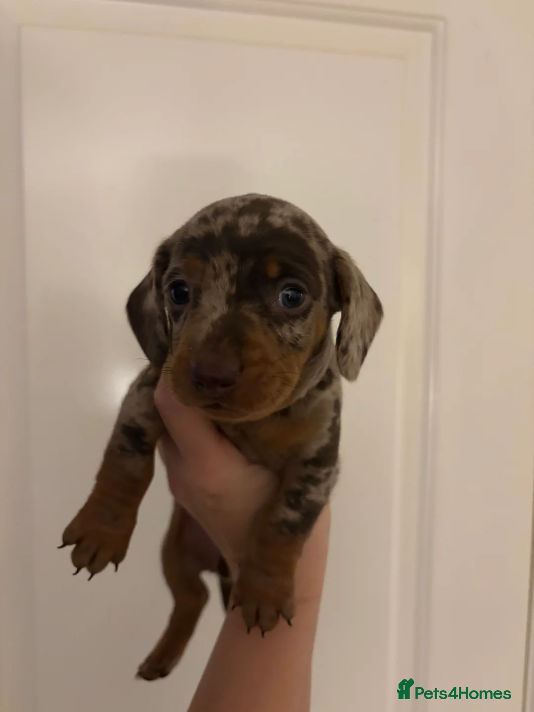 Miniature Dachshund dogs for sale: Miniature Dacshund - Advert 2