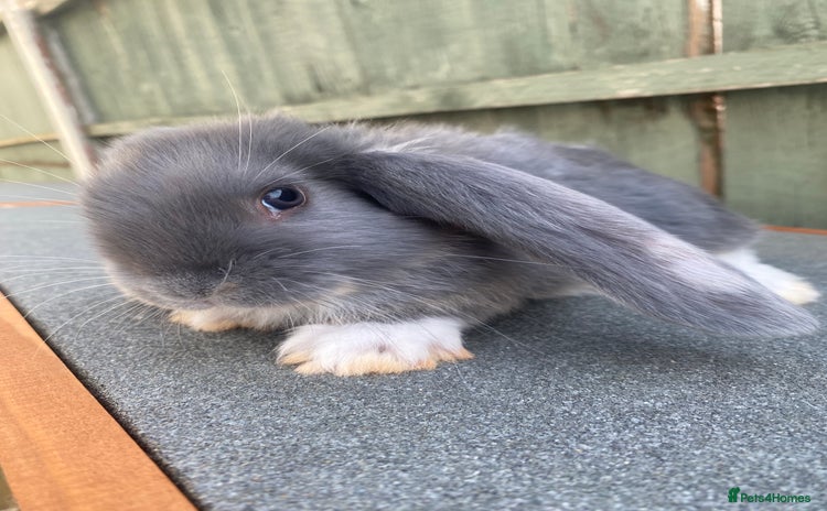 French Lop rabbits - Advert 1