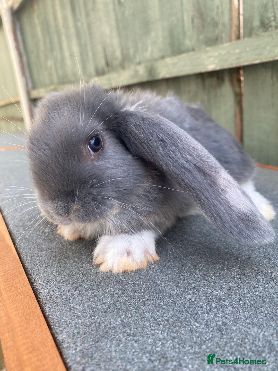 French Lop rabbits for sale: Giant French lop rabbits for sale  - Image 1