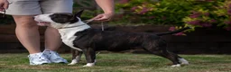 Miniature Bull terrier dogs for stud: Health checked miniature bullterrier  - Advert 3