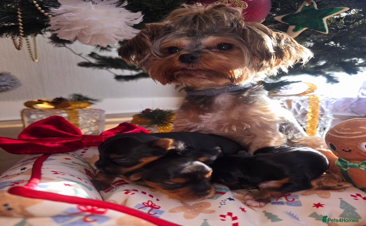 Yorkshire Terrier dogs Miniature yorkshire terrier puppy - Advert 11