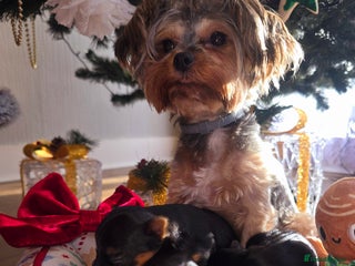 Yorkshire Terrier dogs Miniature yorkshire terrier puppy - Advert 14