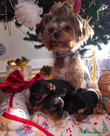 Yorkshire Terrier dogs Miniature yorkshire terrier puppy - Advert 2
