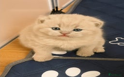 British Shorthair cats for sale: Adorable Purebred British Shorthair Kittens 🐾 - Image 2