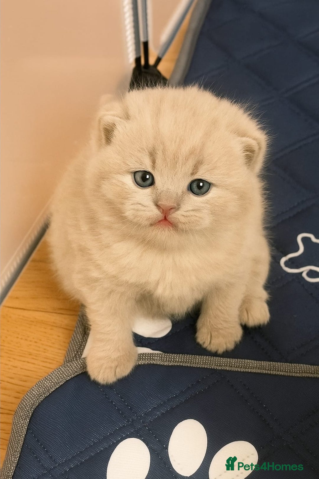 British Shorthair cats for sale: Adorable Purebred British Shorthair Kittens 🐾 - Image 2