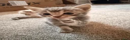 Mixed Breed cats for sale: Female kitten in Manningtree - Advert 7