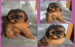 Cockapoo dogs for sale: Ready now F1B Cockapoos  - Advert 7