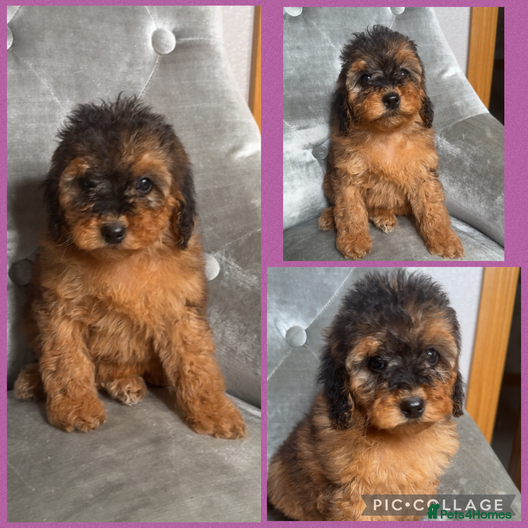 Cockapoo dogs for sale: Ready now F1B Cockapoos  - Advert 7