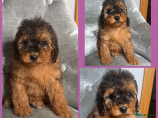 Cockapoo dogs Ready now F1B Cockapoos - Advert 1