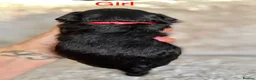 Bordoodle dogs for sale: Exceptional F1bbb Bordoodle Puppies  - Advert 16
