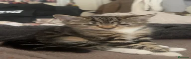 American Shorthair 1