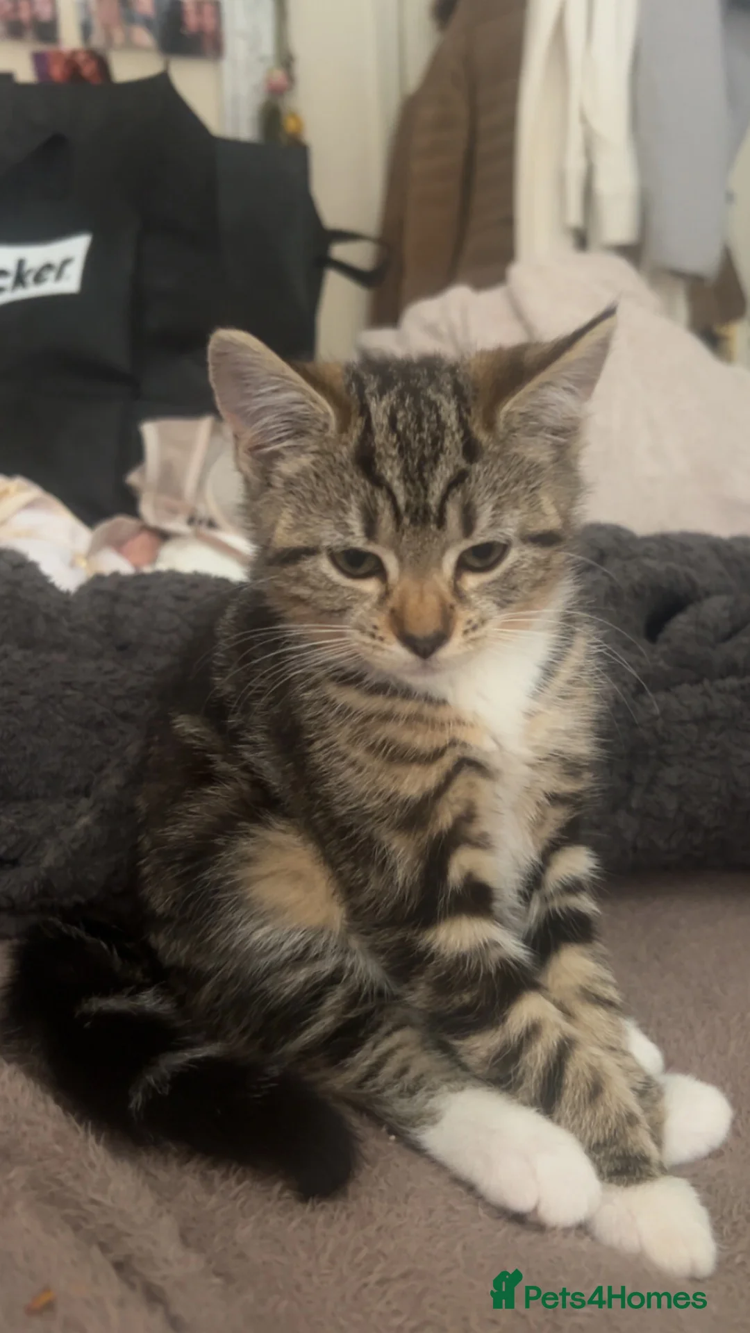 American Shorthair cats for sale: Kitten american shorthair black and brown in Nottingham - Advert 2