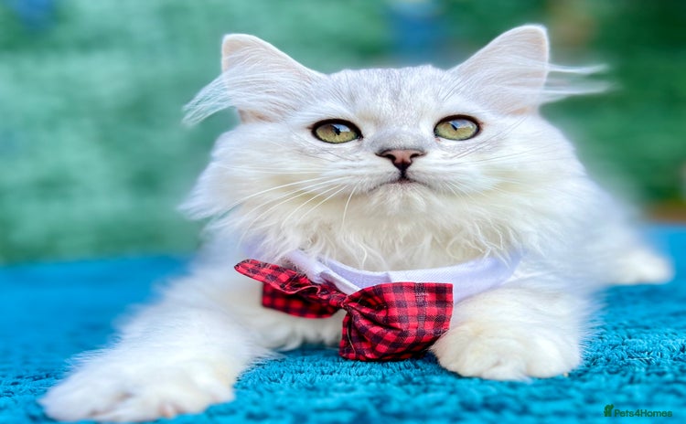 British Longhair cats - Advert 1