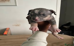 American Bully dogs for sale: Beautiful American bully puppies for sale - Image 5