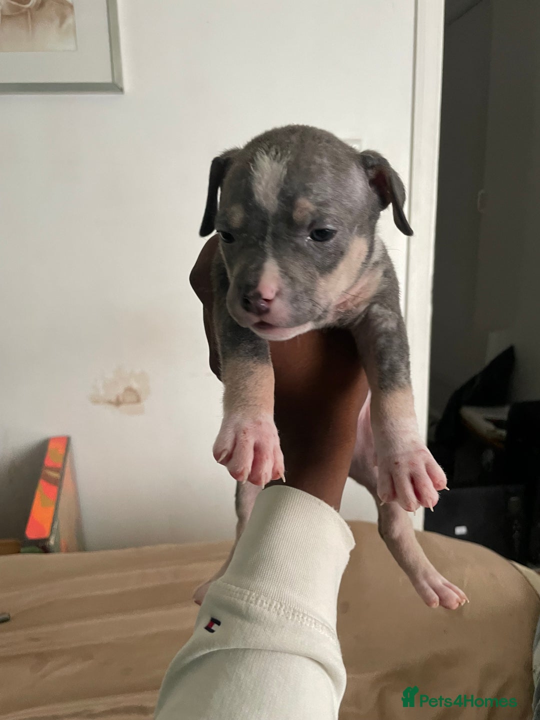 American Bully dogs for sale: Beautiful American bully puppies for sale - Image 5