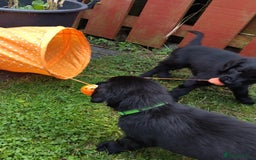 Flat coated Retriever dogs for sale: Nine beautiful flat coat retriever puppies in Falkirk - Image 13