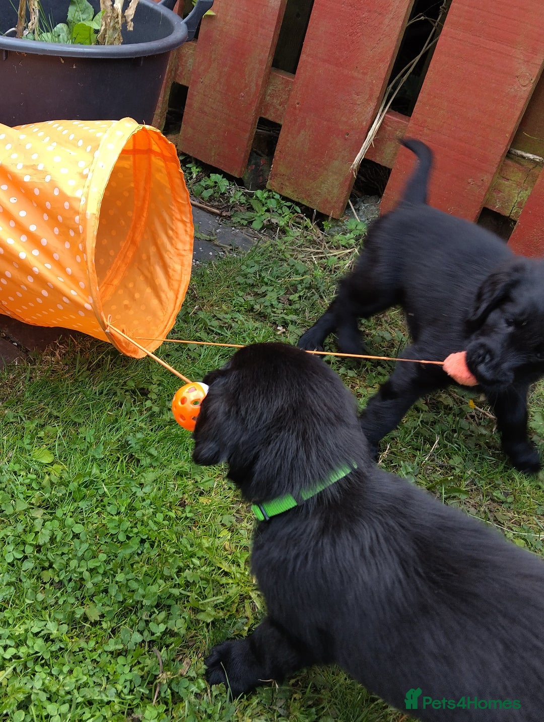 Flat coated Retriever dogs for sale: Nine beautiful flat coat retriever puppies in Falkirk - Image 13