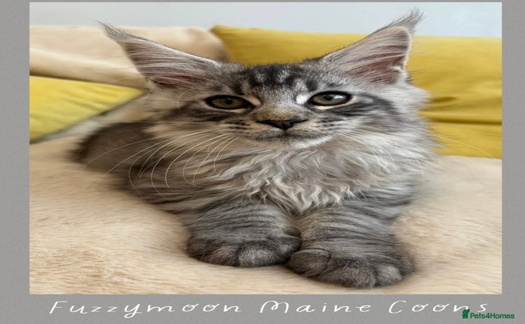 Maine Coon cats - Advert 7