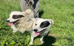 Mixed Breed dogs for adoption: LUCY - a Superb young Girl for a Loving Home - Image 15