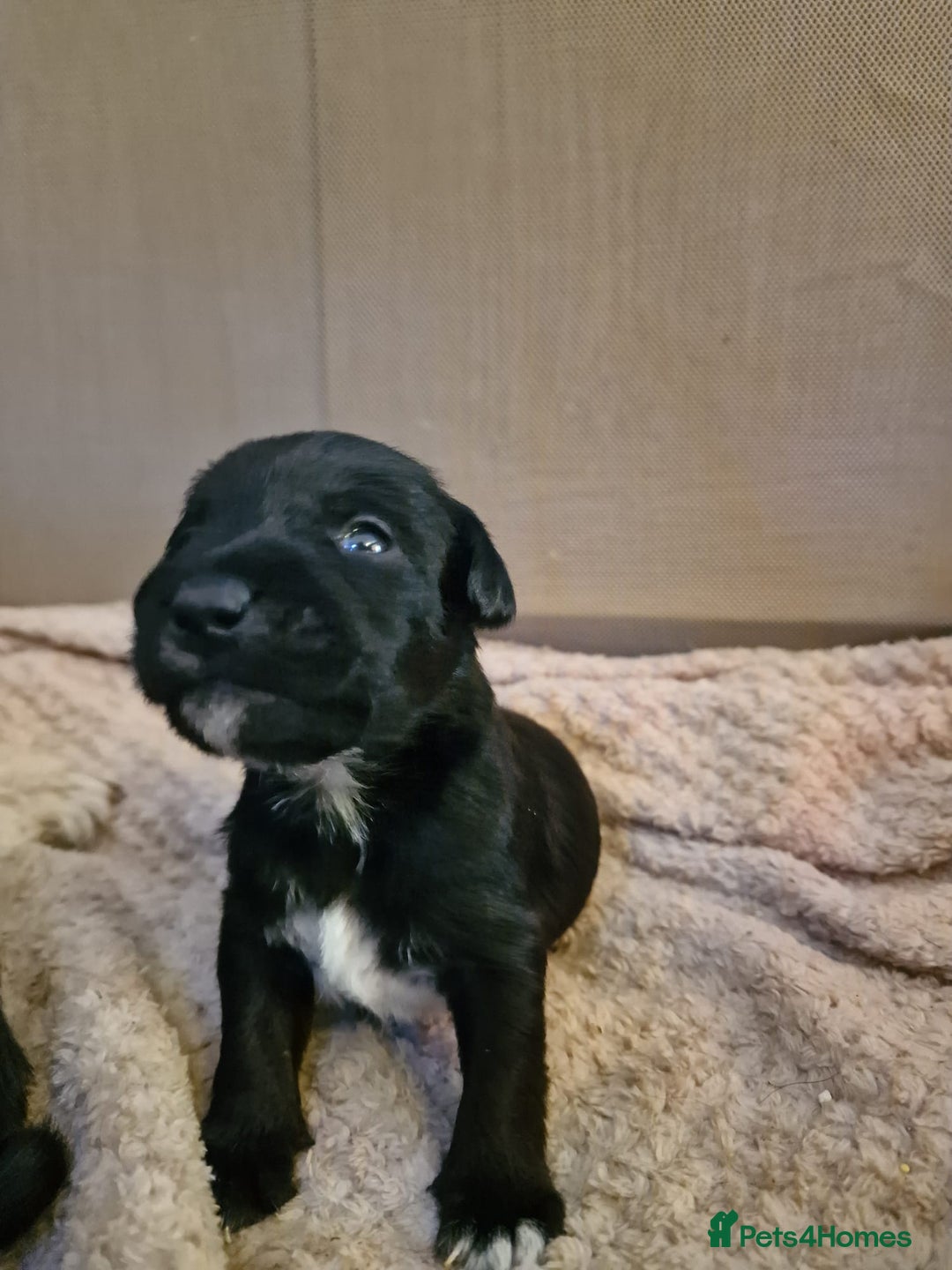 Patterjack dogs for sale: Stunning litter of puppies for sale  - Advert 4