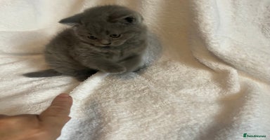 British Shorthair cats Gorgeous health tested British Blue short/longhair - Advert 9