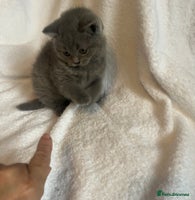 British Shorthair cats Gorgeous health tested British Blue short/longhair - Advert 10