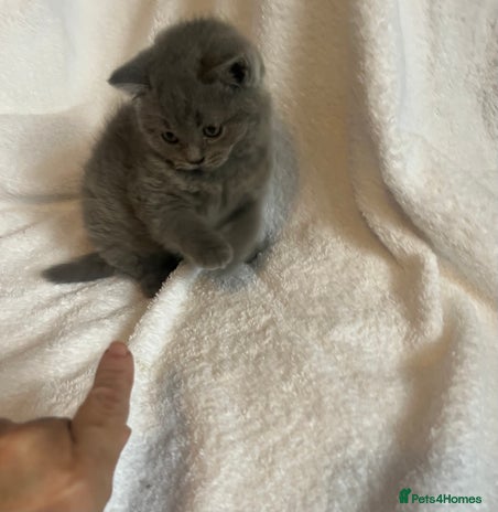 British Shorthair cats Gorgeous health tested British Blue short/longhair - Advert 4