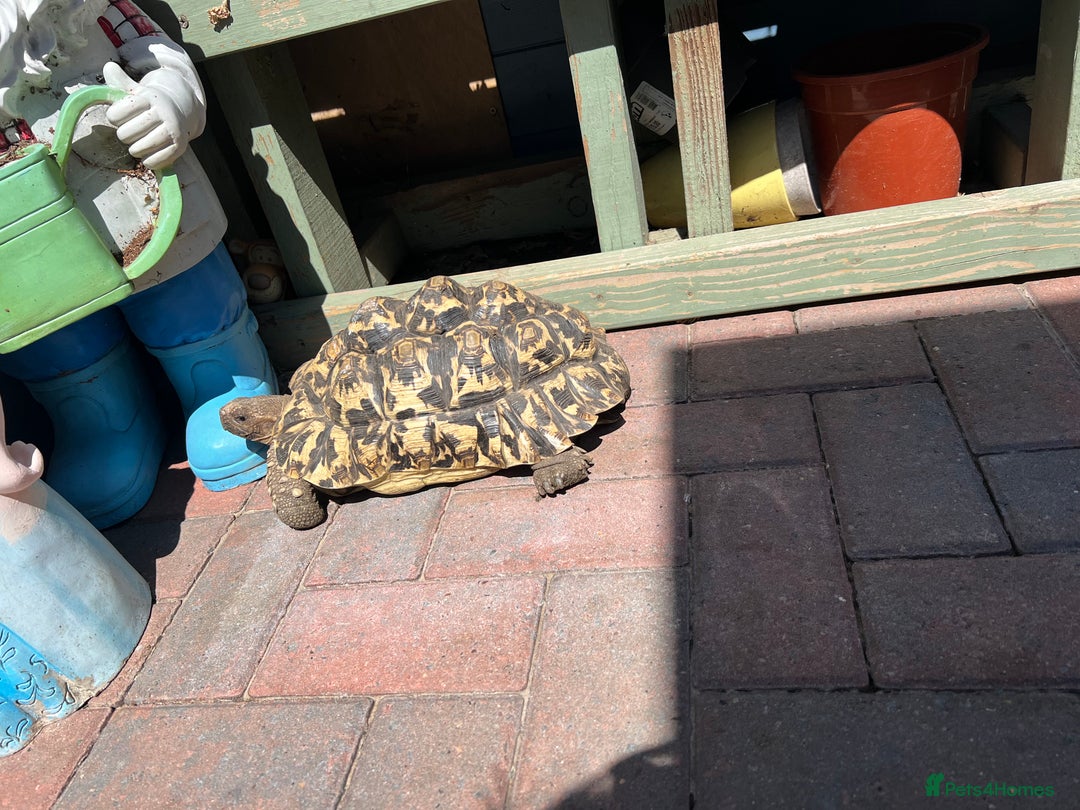 Tortoise reptiles for sale: Two leopards and 1 large Sulcata tortoise  - Image 3