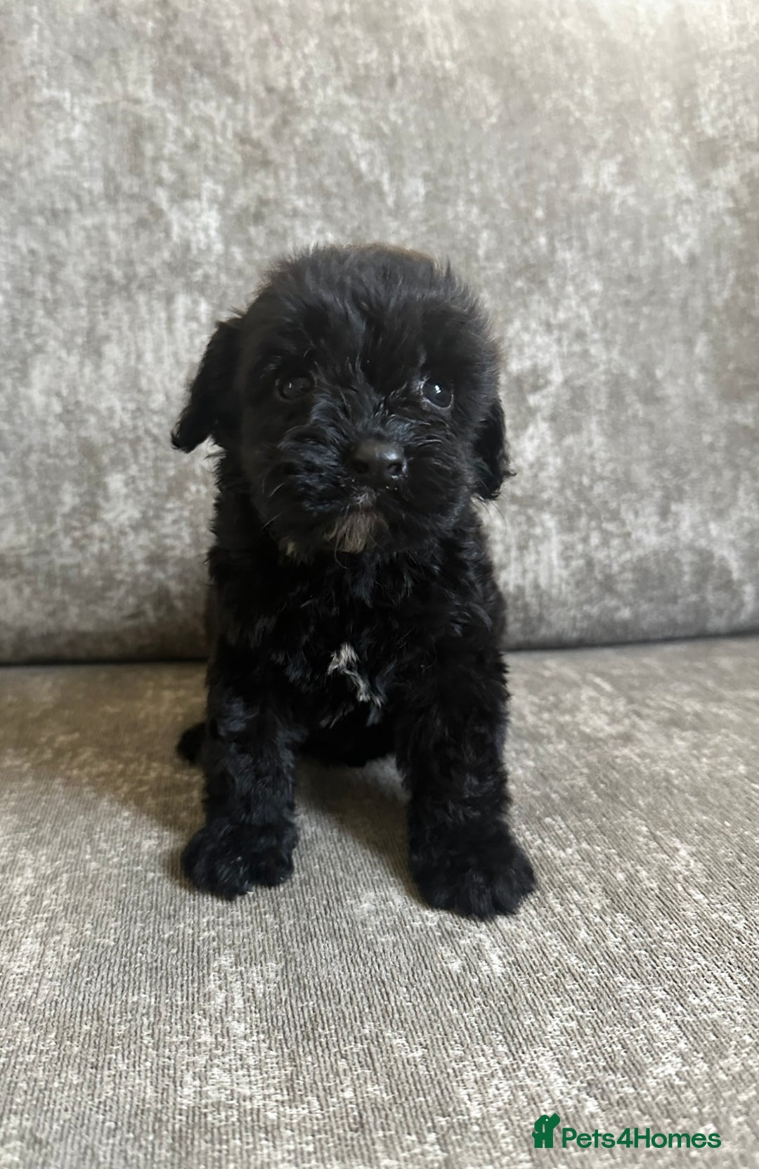 Cockapoo dogs for sale: Cockapoos looking for forever homes - Advert 27