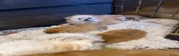 Pomeranian dogs for sale: Tiny Pomeranians  - Advert 18