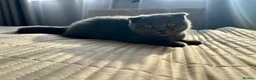 Scottish Fold cats for sale: Beautiful Scottish fold - Advert 8