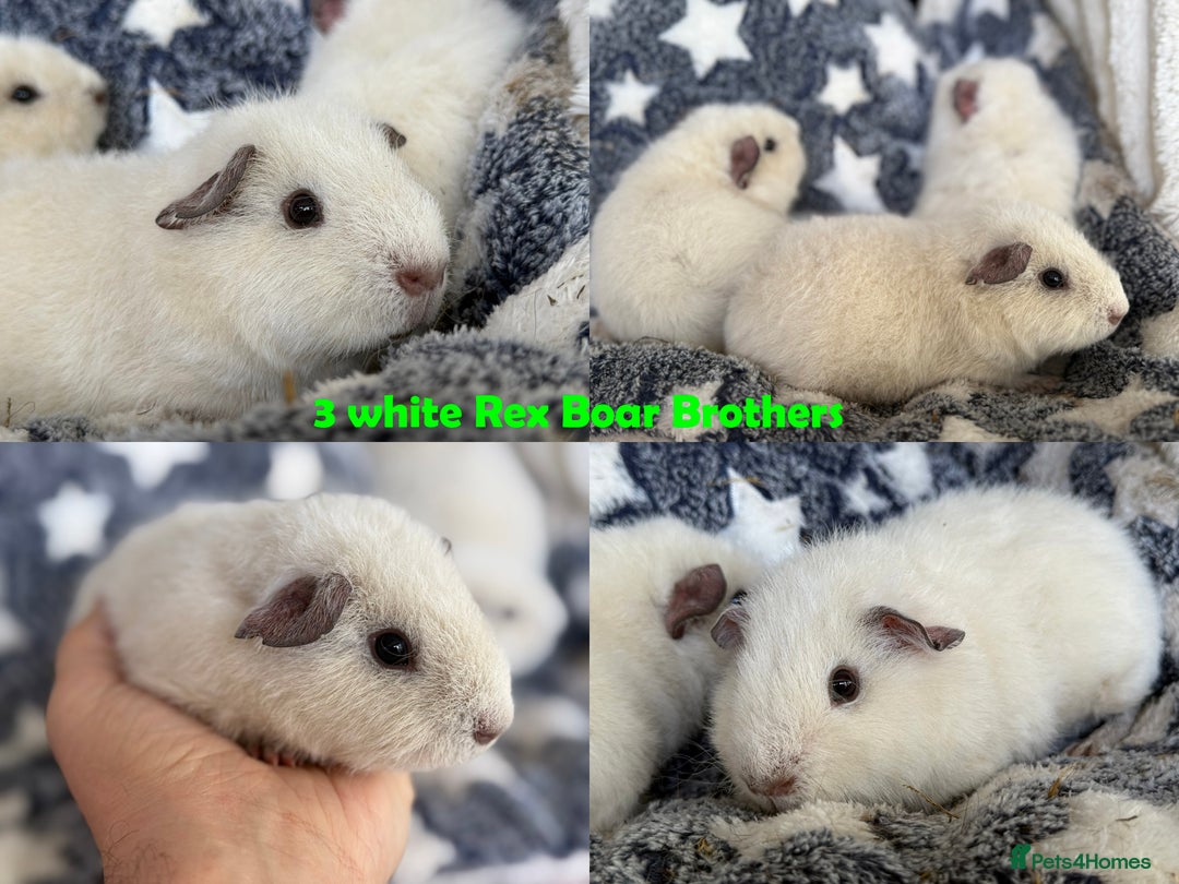 Guinea Pig rodents for sale: BOAR and SOW Abyssinian and Rex baby Guinea Pigs - Advert 2