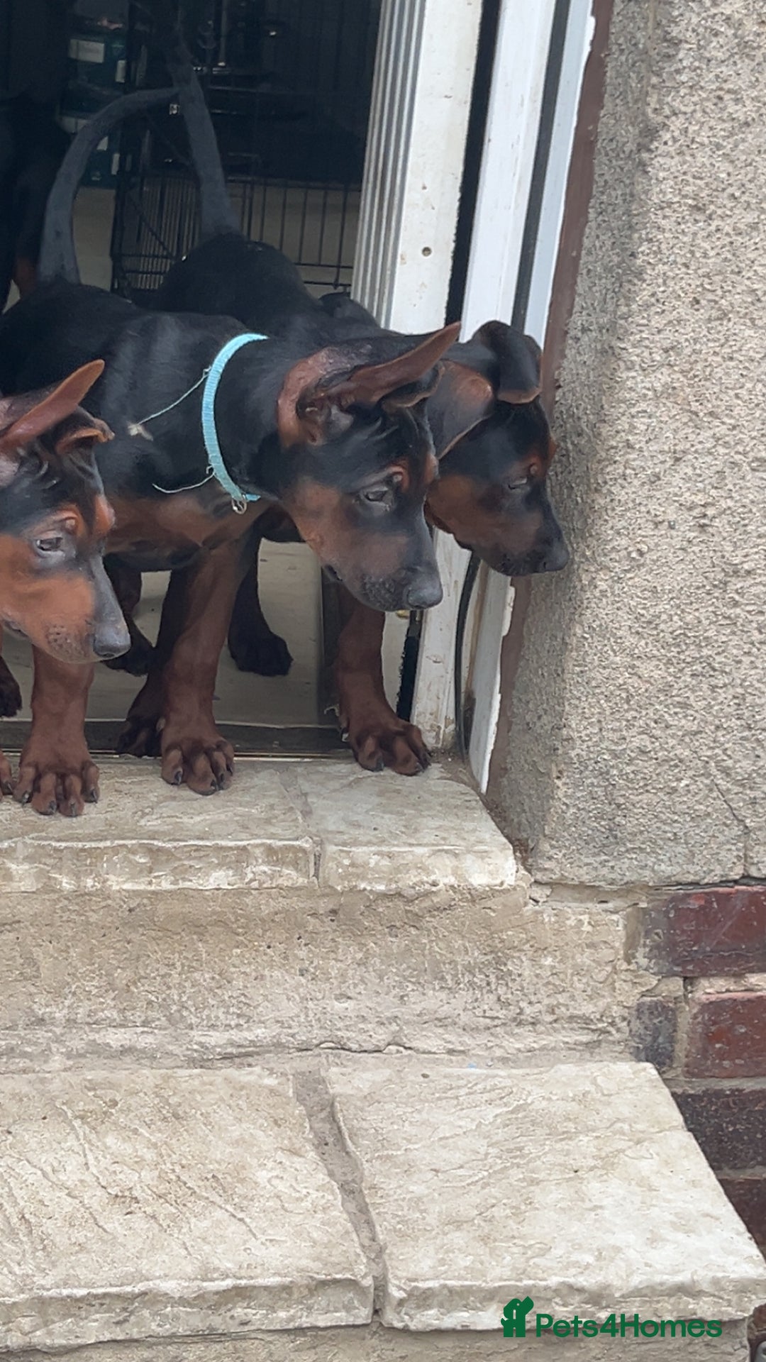 Mixed Breed dogs for sale: Laizhou Hong (Chinese red dog) puppies  in Rotherham - Image 19