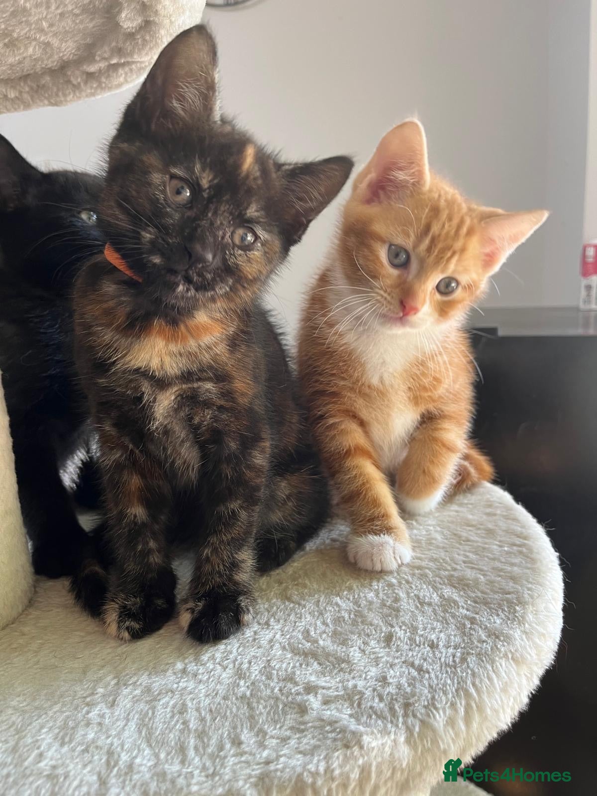 Mixed Breed cats Tortie kitten - Girl  - Advert 2