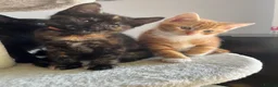 Mixed Breed cats for sale: Tortie kitten - Girl  - Advert 1