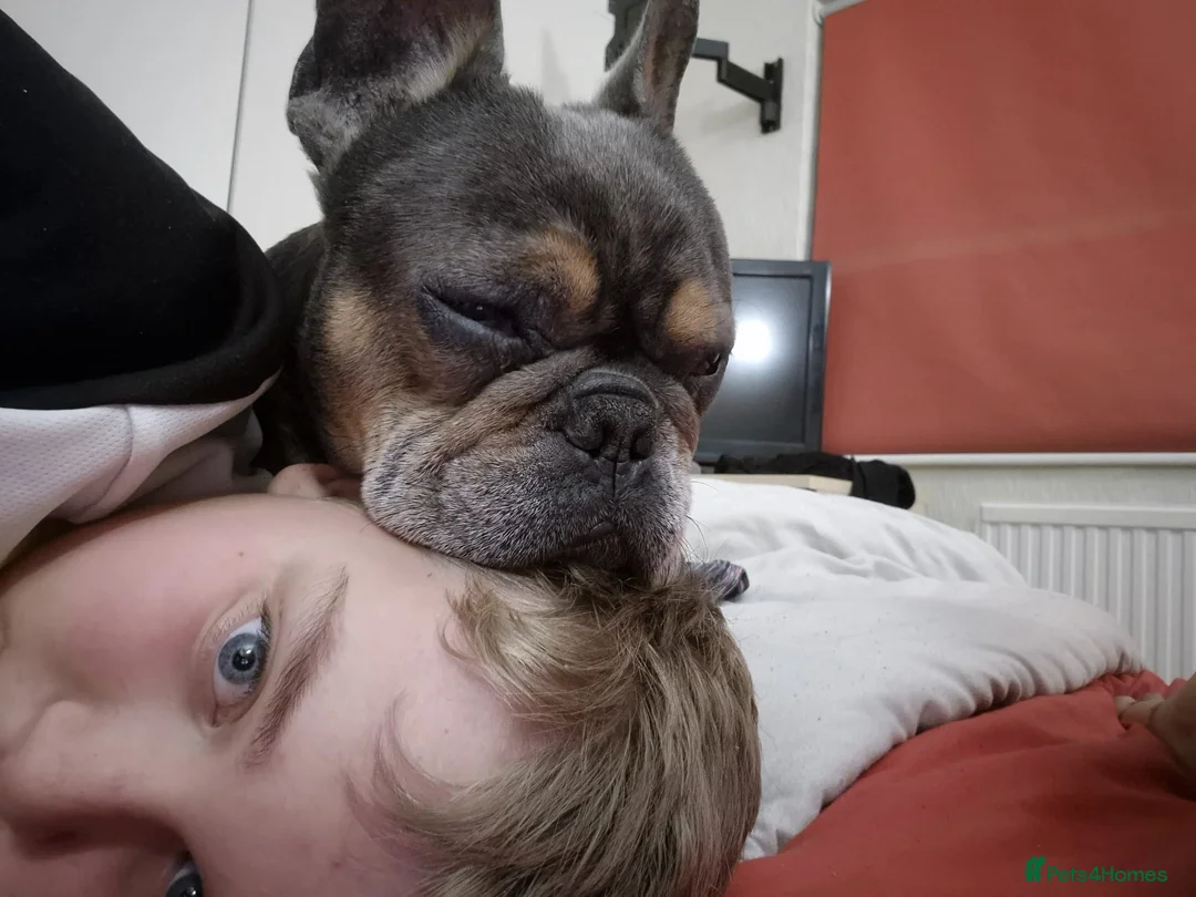 French Bulldog dogs for sale: 4yr old french bulldog - Advert 3
