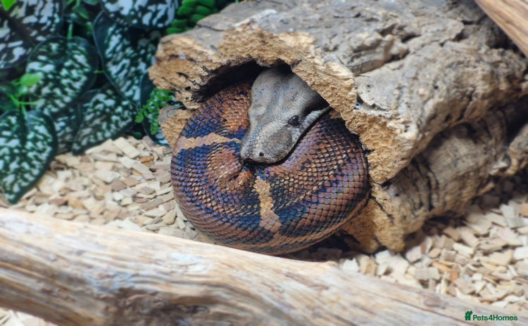 Boa Snake reptiles - Advert 11