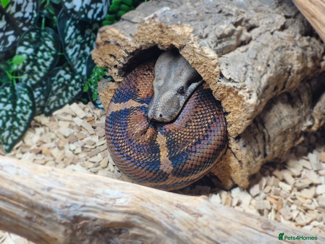 Boa Snake reptiles for sale: Female Boa Constrictor - Image 1